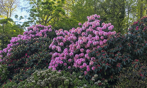 Jardins-Bretagne3-min